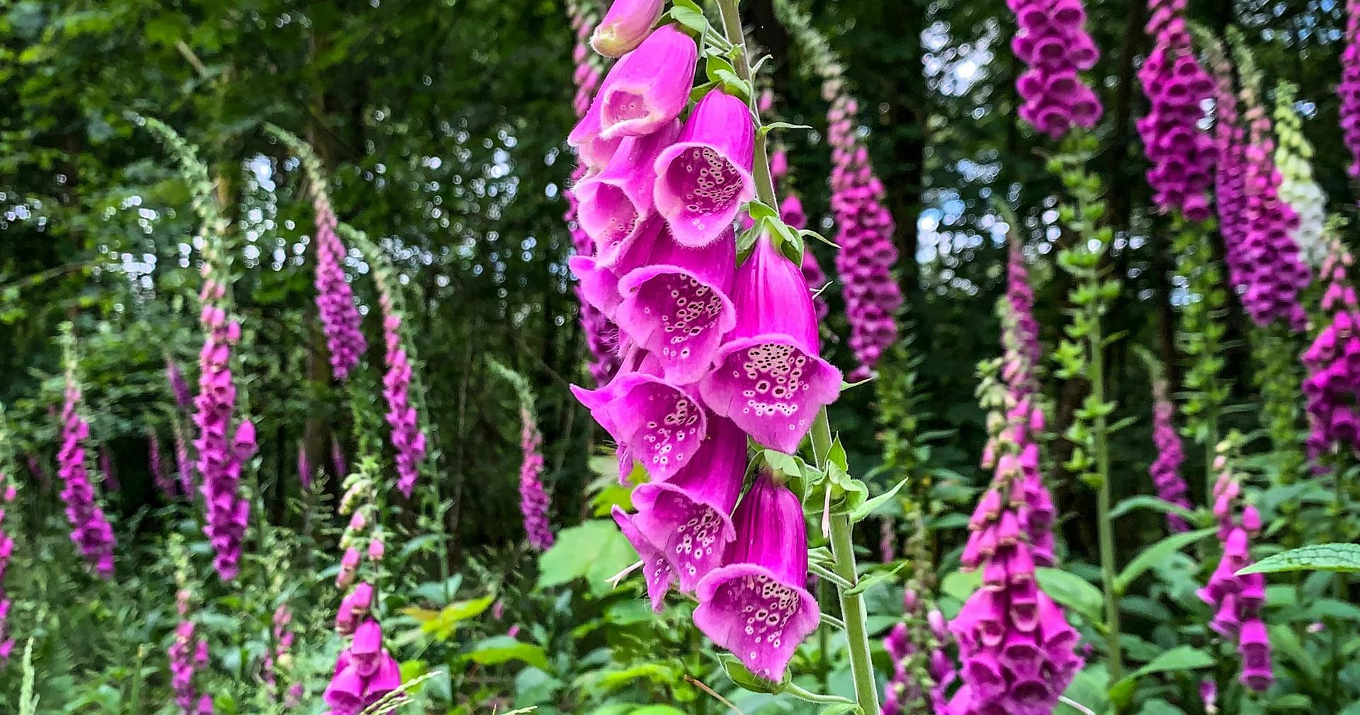 Toxic plants to watch out for
